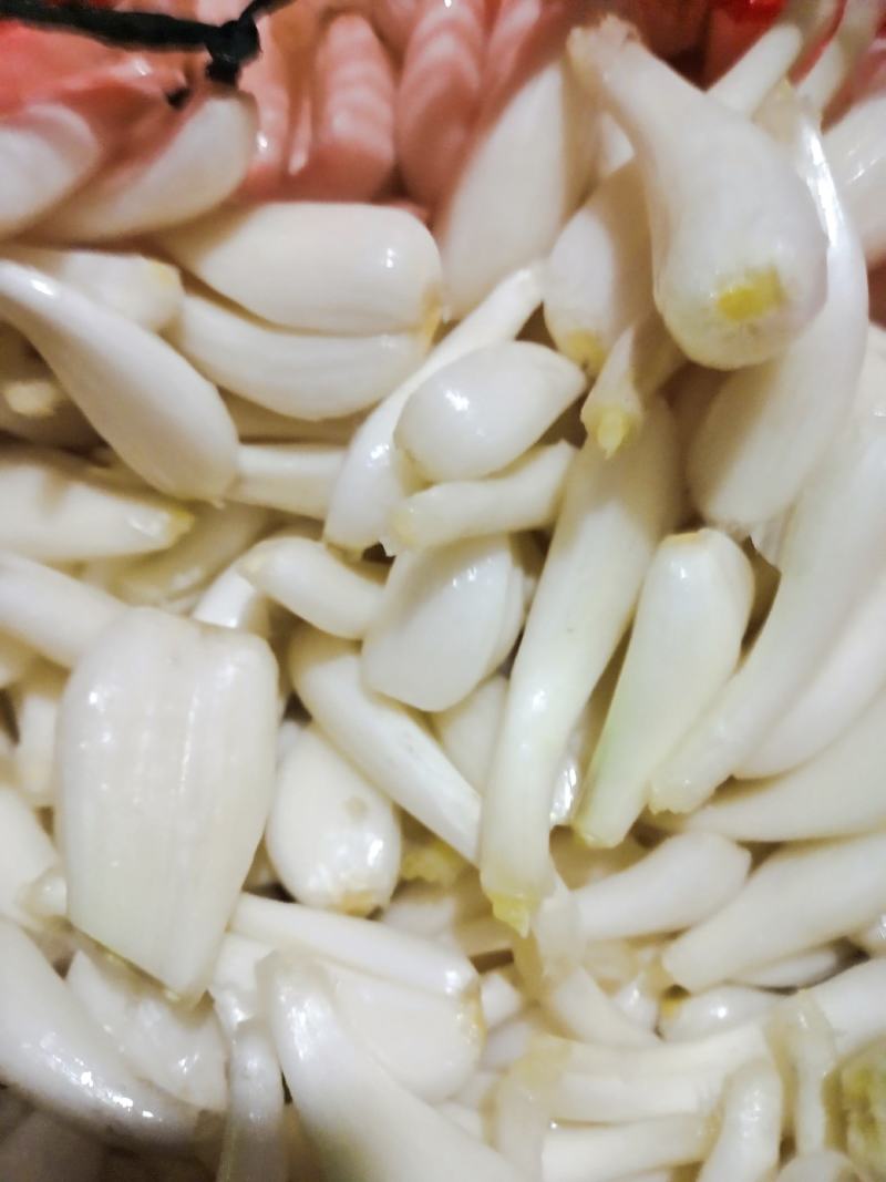 大量上市带叶和光头
