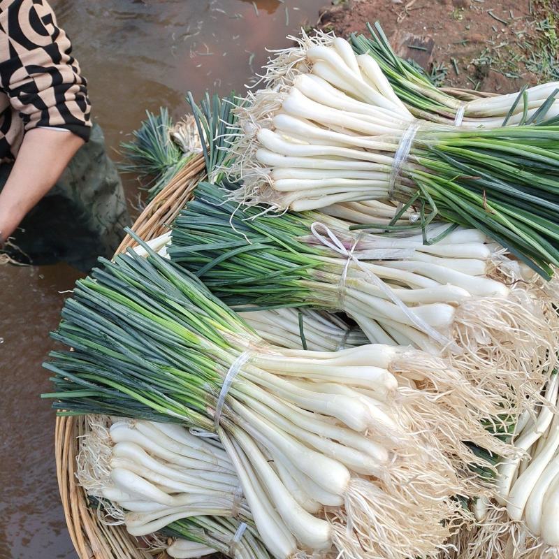 大量上市带叶和光头