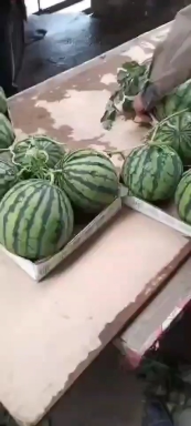精品小糖丸，早春红玉，2k西瓜直发产地，一手货源