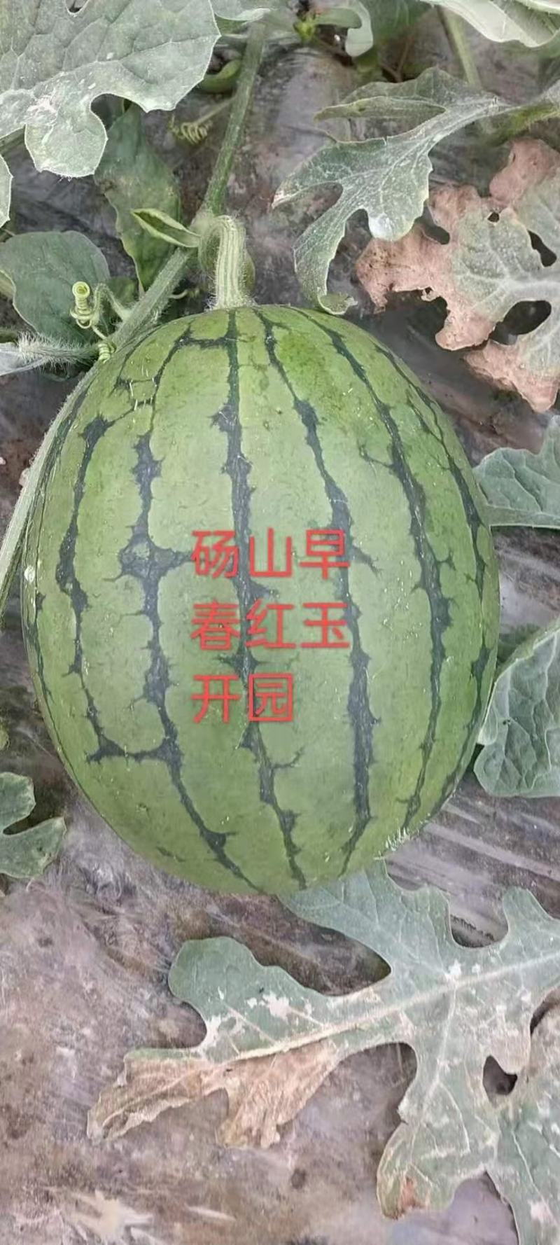 精品小糖丸，早春红玉，2k西瓜直发产地，一手货源