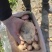 云南曲靖市陆良县精品合作88号
