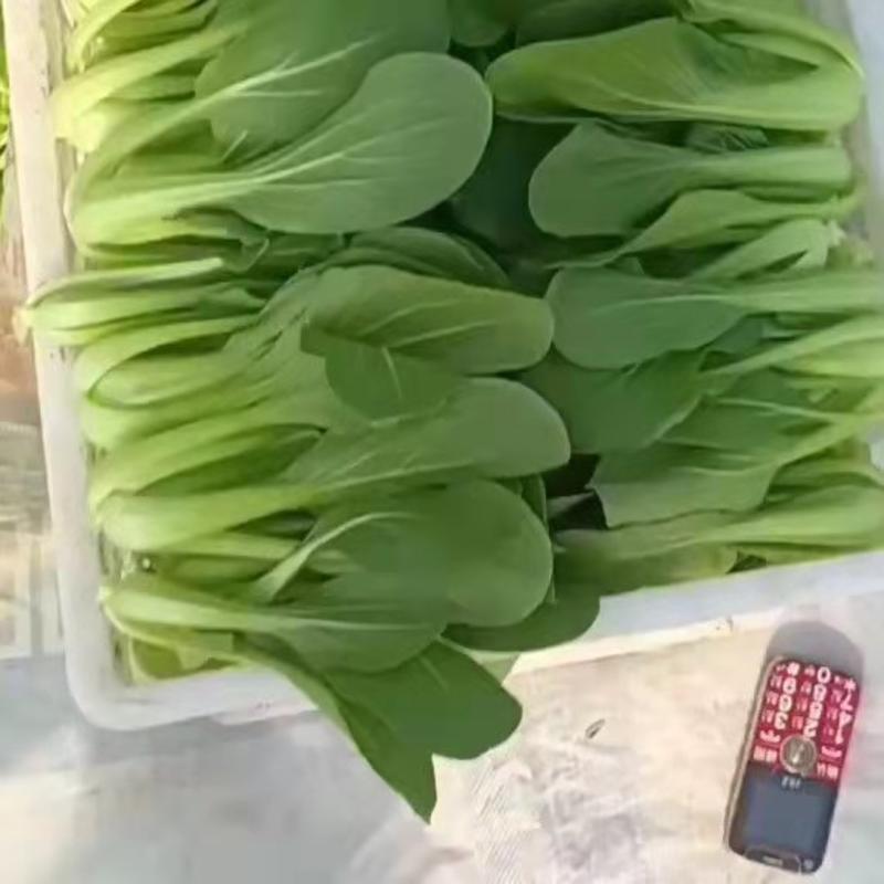 安徽阜阳精品上海青油菜青菜产地直发货量充足