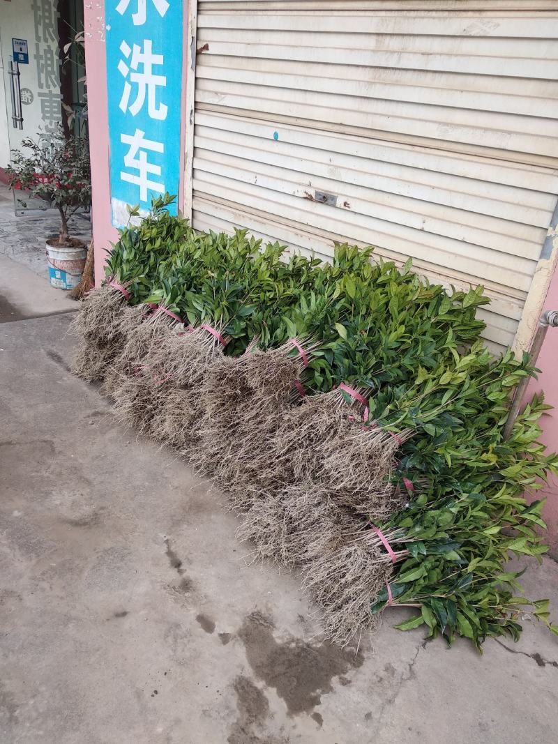 桂花苗桂花树树八月桂金桂丹桂规格齐全产地直销【包邮】