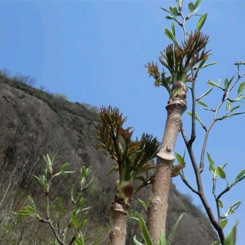 野生刺老芽树苗刺龙芽树苗刺老苞树苗刺嫩芽树苗