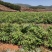 野生刺老芽树苗刺龙芽树苗刺老苞树苗刺嫩芽树苗