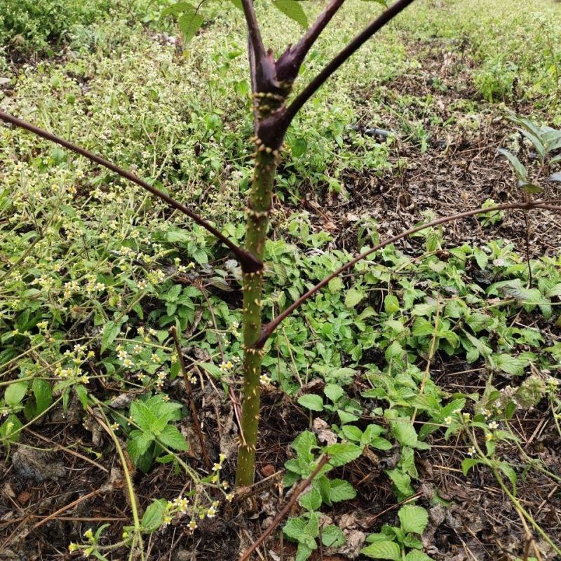 野生刺老芽树苗刺龙芽树苗刺老苞树苗刺嫩芽树苗