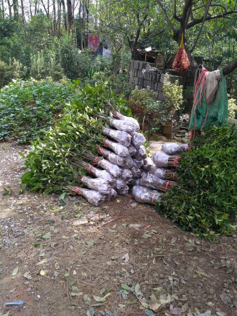 桂花苗桂花树树八月桂金桂丹桂规格齐全产地直销【包邮】