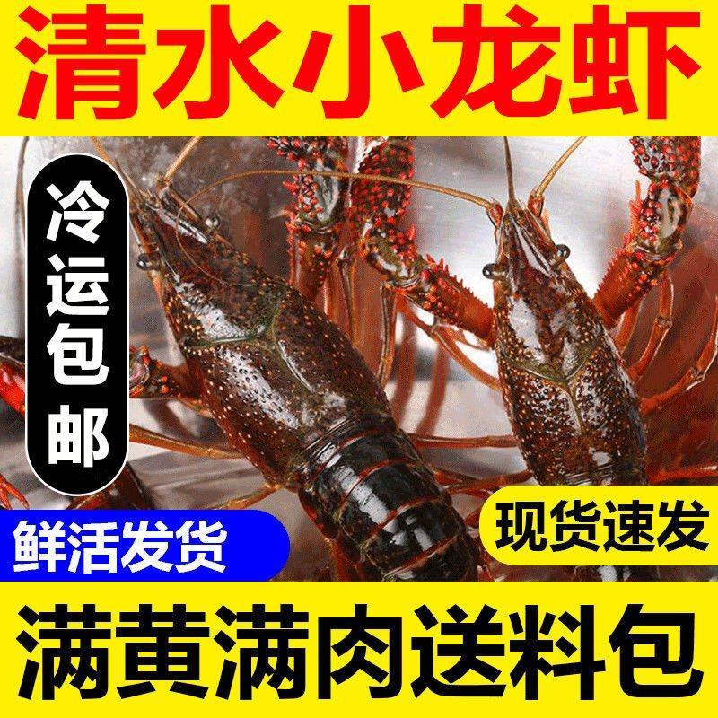 江苏清水鲜活小龙虾活体虾青中红水产批发大龙虾活物龙虾