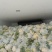 代卖菜花