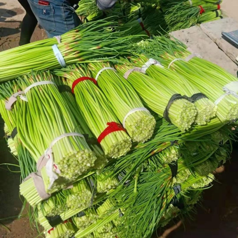 精品蒜薹产地直发，60以上精品，超市，电商，市场大量