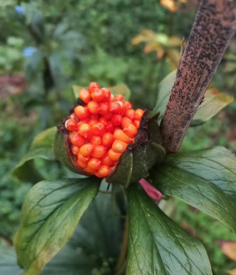 药典重楼种苗华重楼中药材七叶一枝花
