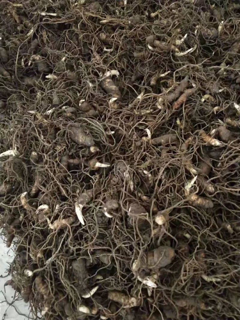 药典重楼种苗华重楼中药材七叶一枝花