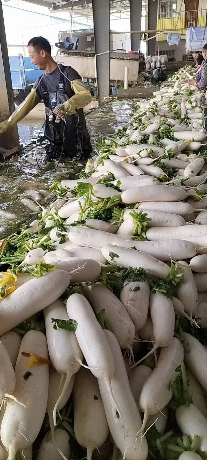 精品345排白萝卜产地直发大量有货