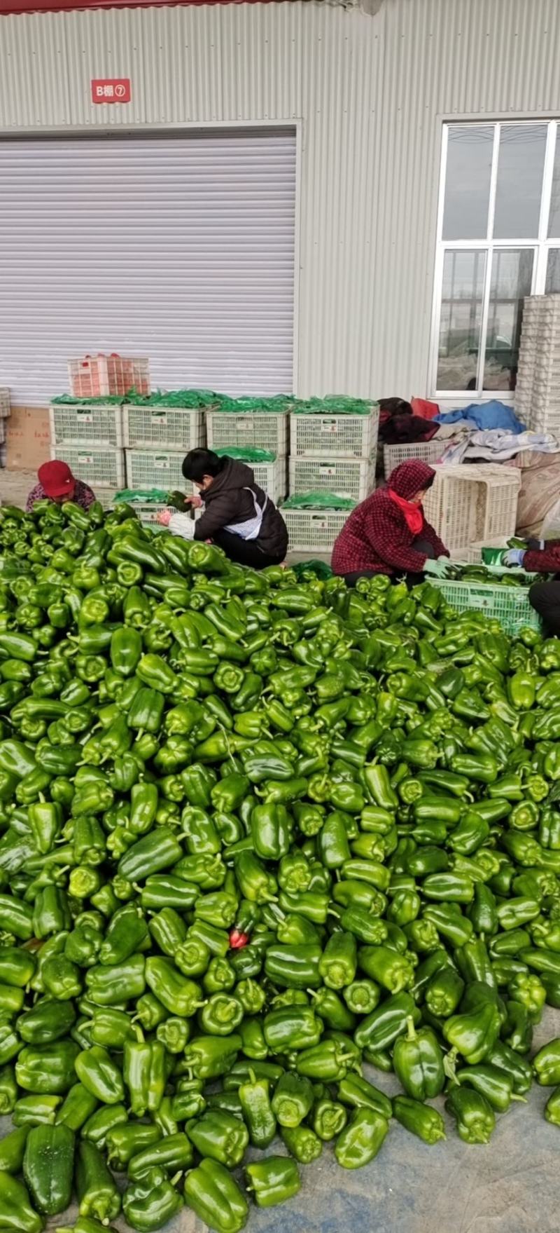 太空椒诚接公司出口深加工！大型超市！大小批发市场！集市