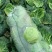 【精品】包菜甘蓝基地直发大量现货欢迎咨询