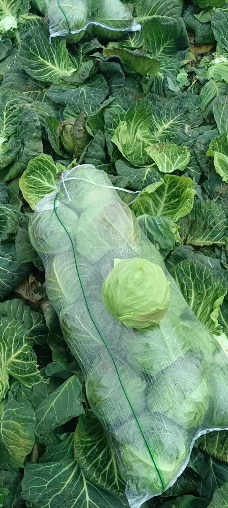 【精品】包菜甘蓝基地直发大量现货欢迎咨询