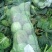 【精品】包菜甘蓝基地直发大量现货欢迎咨询