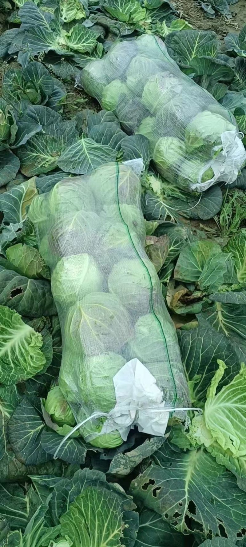 【精品】包菜甘蓝基地直发大量现货欢迎咨询