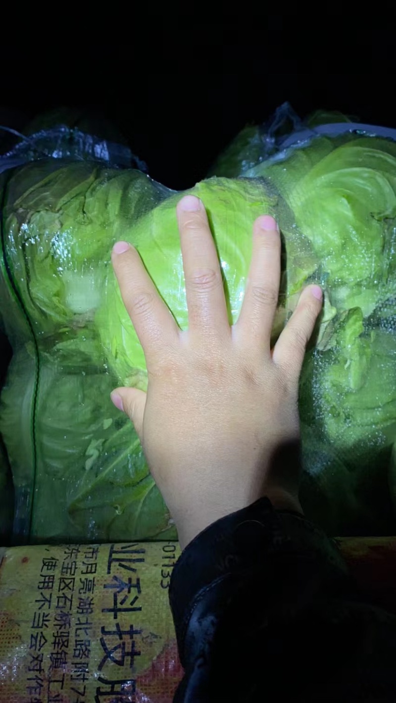 【精品】包菜甘蓝基地直发大量现货欢迎咨询