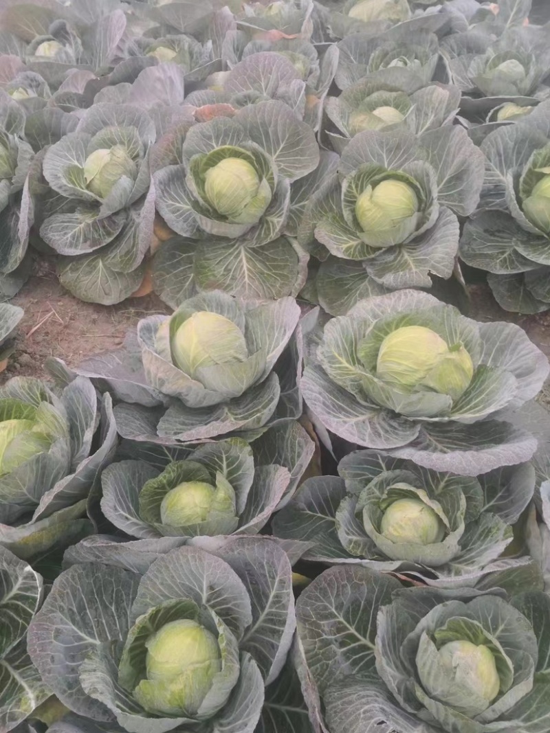 【精品】包菜甘蓝基地直发大量现货欢迎咨询