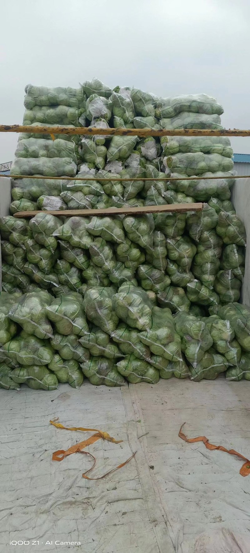【精品】包菜甘蓝基地直发大量现货欢迎咨询