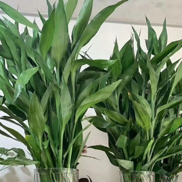 富贵竹植物观赏需要老板联系