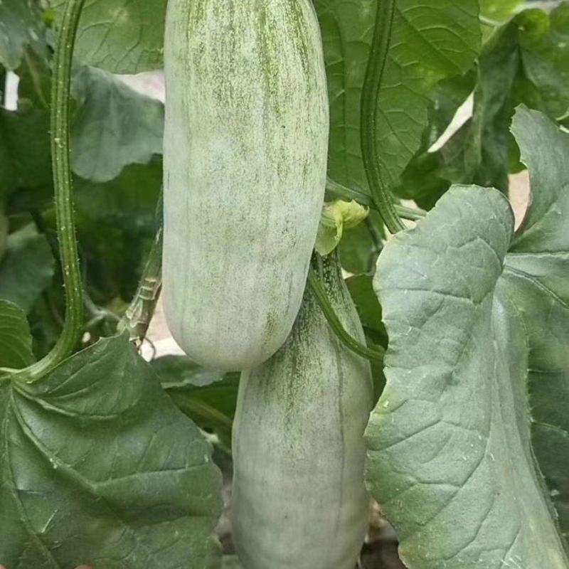 山东寿光羊角蜜甜瓜羊角脆香瓜博洋61羊角蜜脆甜可口