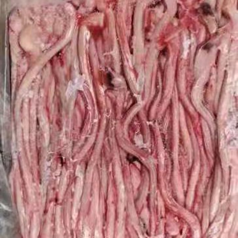 肥猪猪鞭