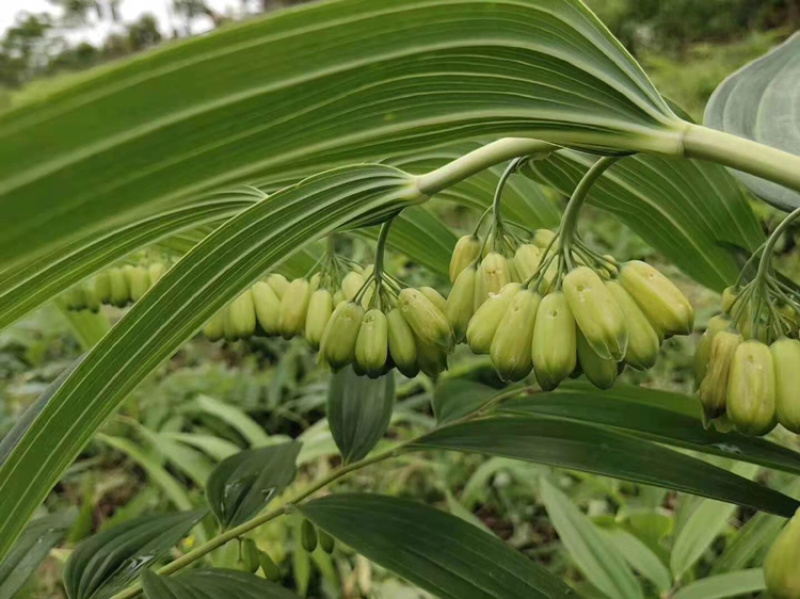 黄精种苗黄精块茎精品货源欢迎合作选购