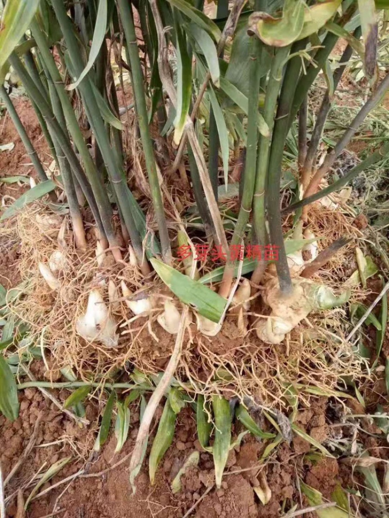 黄精种苗黄精块茎精品货源欢迎合作选购