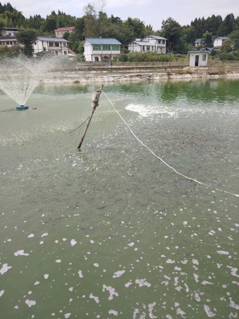 鲤鱼苗，杂交健鲤，长势快，基地批发价，包送十消毒
