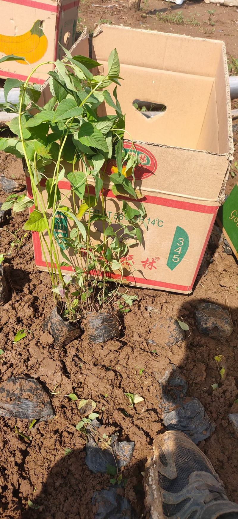 美国薄荷优质薄荷产地直销量大可优惠支持实地看货