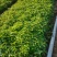 美国薄荷优质薄荷产地直销量大可优惠支持实地看货