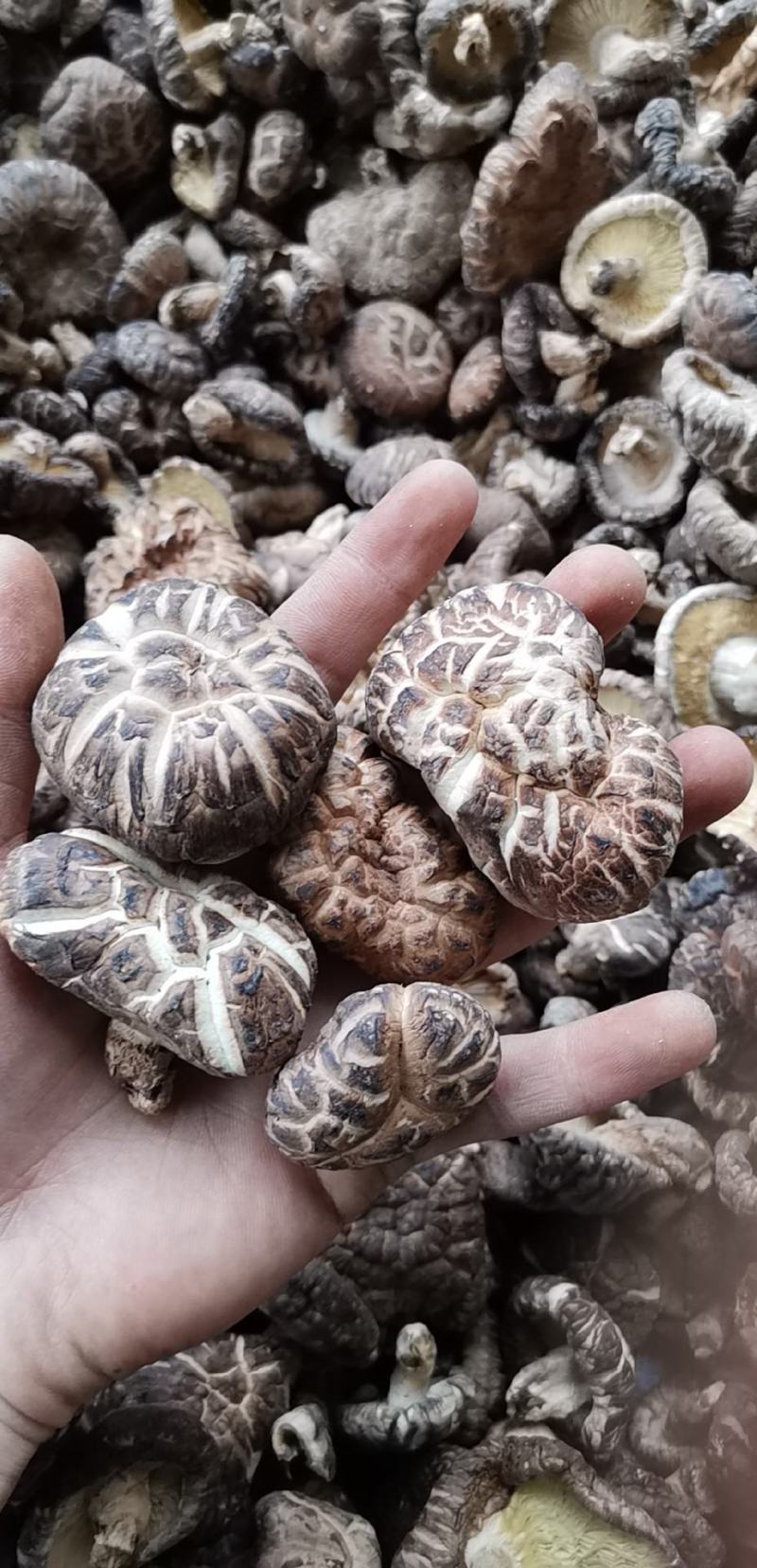 特级椴木春菇