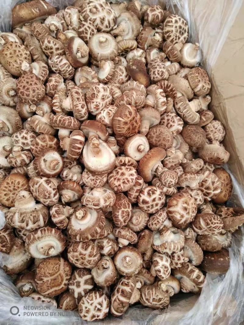 特级椴木春菇