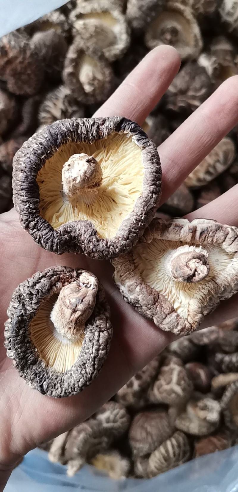 特级椴木春菇