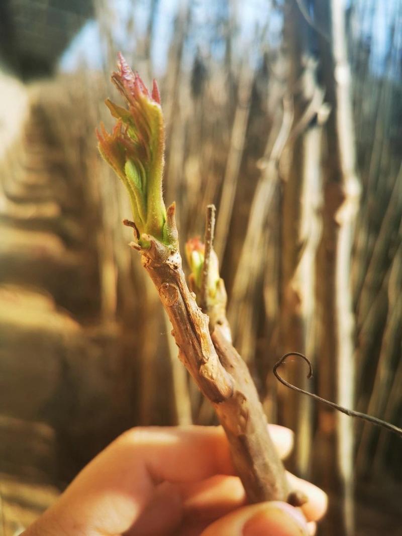 精品陕西暖棚香椿芽香椿树枝上的蔬菜一件代发落地配可以