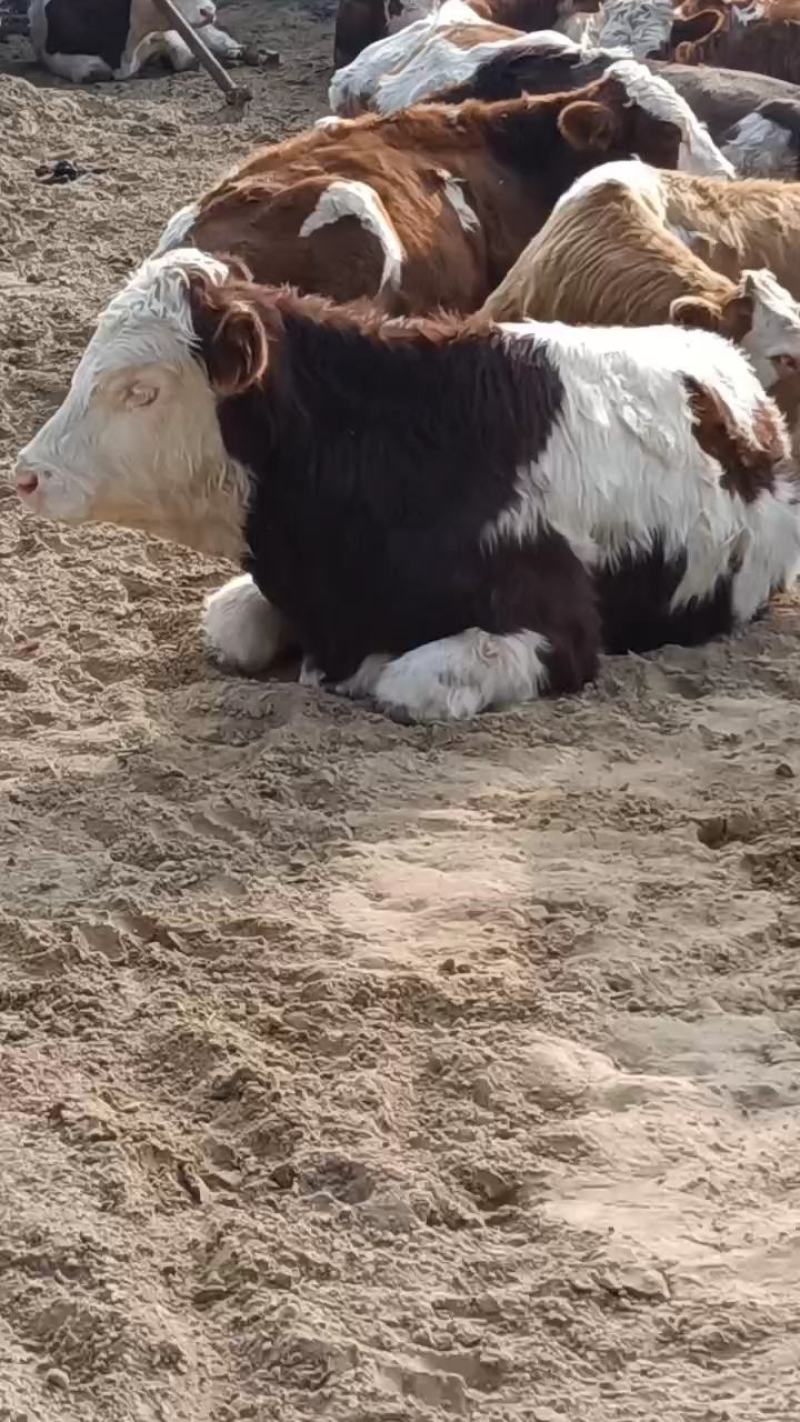 小牛苗小牛犊，小牛苗价格，小牛犊价格，正规养殖场价格优惠