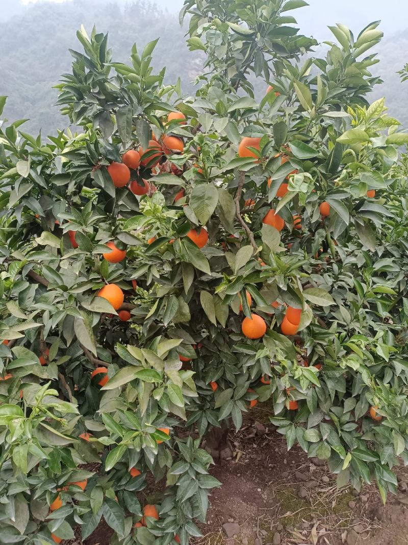 湖北血橙宜昌中华红血橙长红脐橙供应充足欢迎来电订购