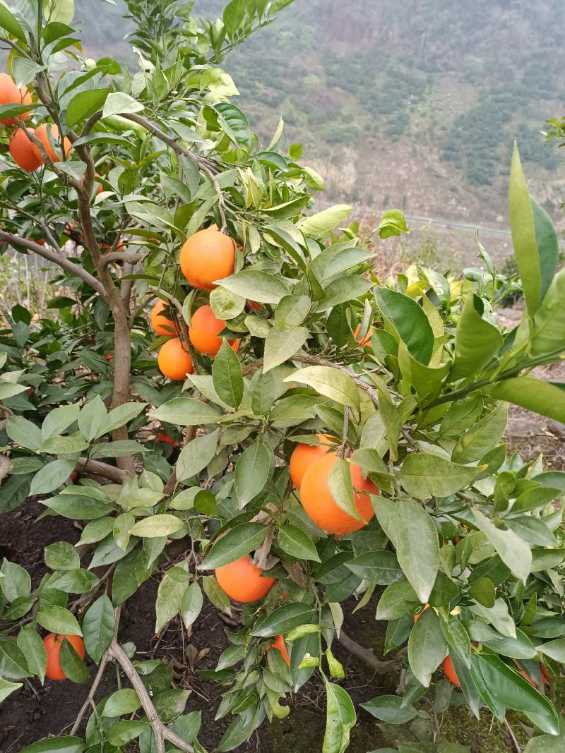 湖北血橙宜昌中华红血橙长红脐橙供应充足欢迎来电订购
