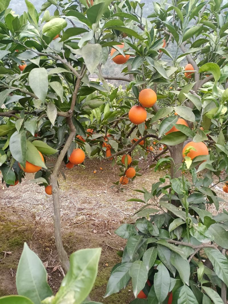 湖北血橙宜昌中华红血橙长红脐橙供应充足欢迎来电订购