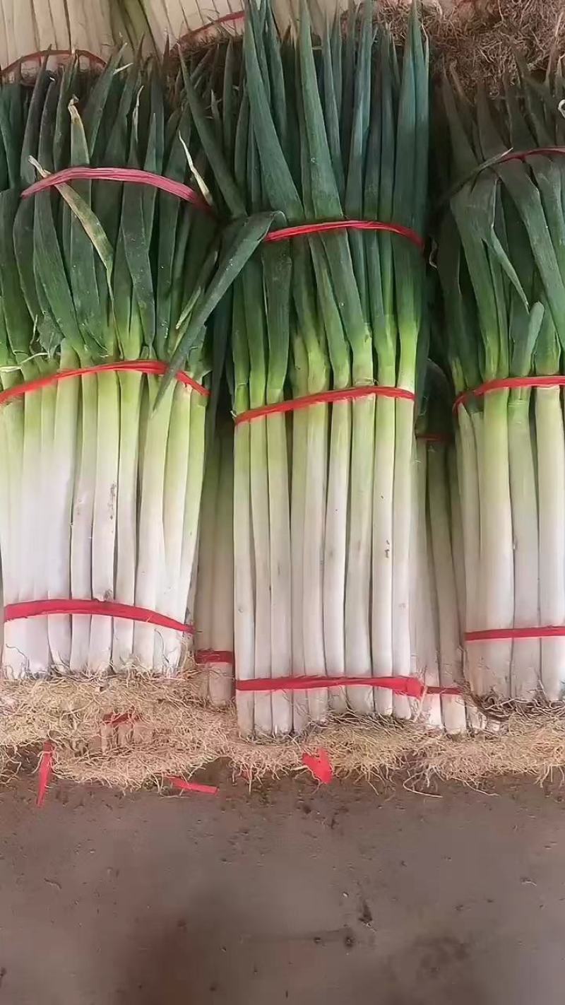 大量有货，铁杆大葱，精品货，毛葱，支持各种规格，