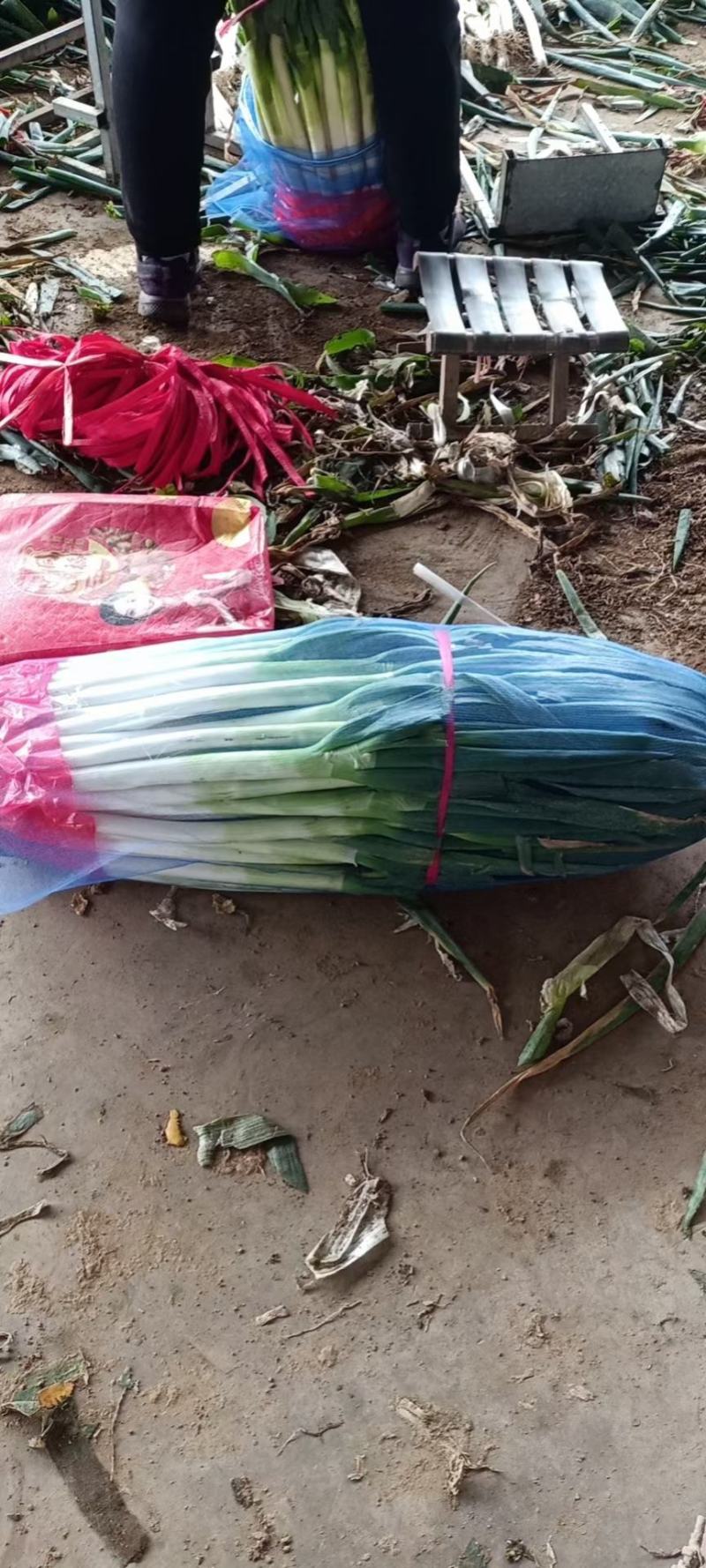 大量有货，铁杆大葱，精品货，毛葱，支持各种规格，