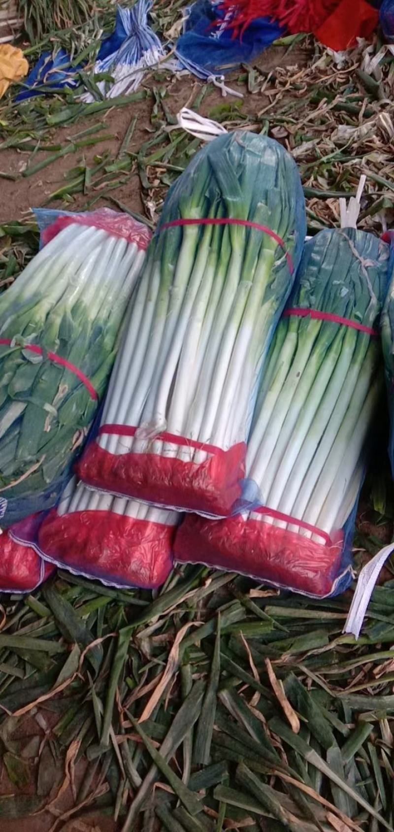 大量有货，铁杆大葱，精品货，毛葱，支持各种规格，
