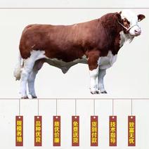 改良黄牛犊，广西黄牛养殖场，黄牛犊价格，厂家直销价格