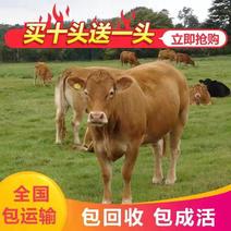 广西肉牛犊，贵州肉牛犊价格，厂家直销，价格，包运输
