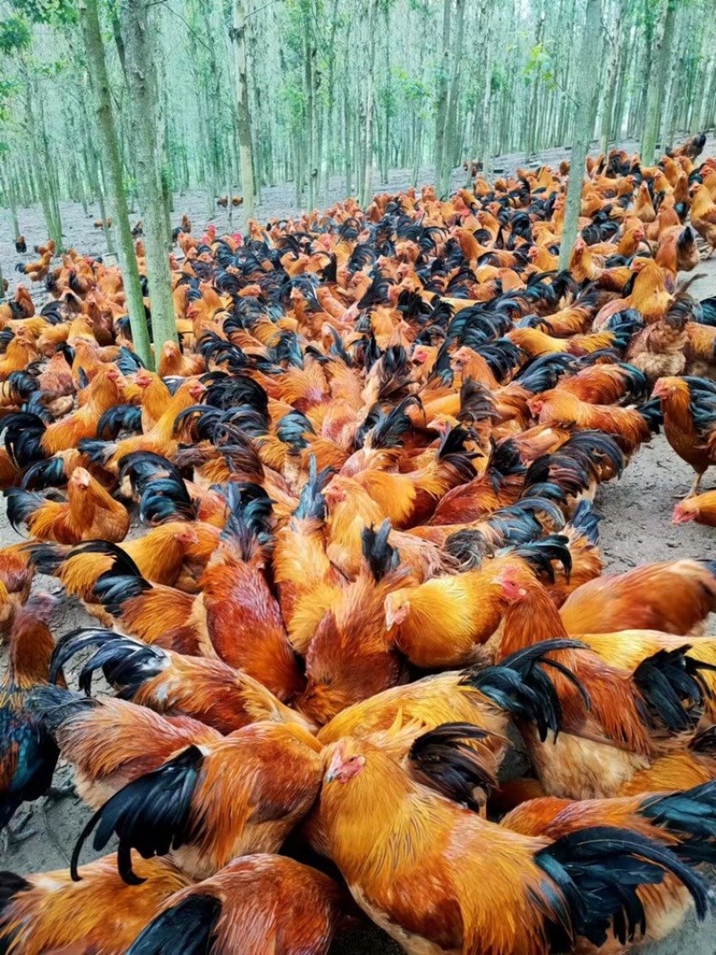 广西灵山土阉鸡