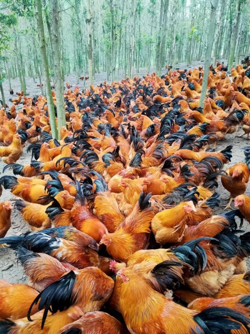 广西灵山土阉鸡