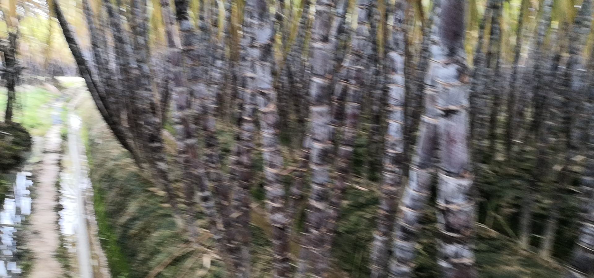 展示几种常见果蔗品种,包括黑皮果蔗、白玉果蔗和红皮果蔗 甘蔗品种展示