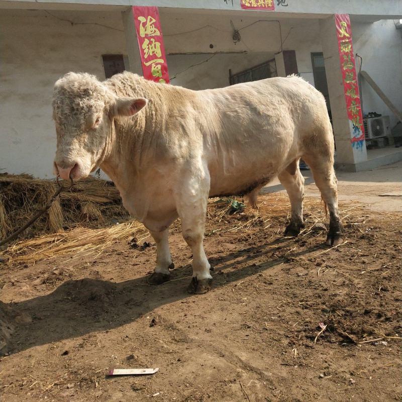 夏洛莱牛，夏洛莱牛养殖场，夏洛莱牛价格，厂家直销价格优惠